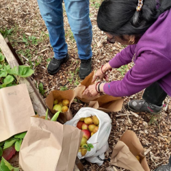 A photo of two people collecting fruit and veg from an allotment